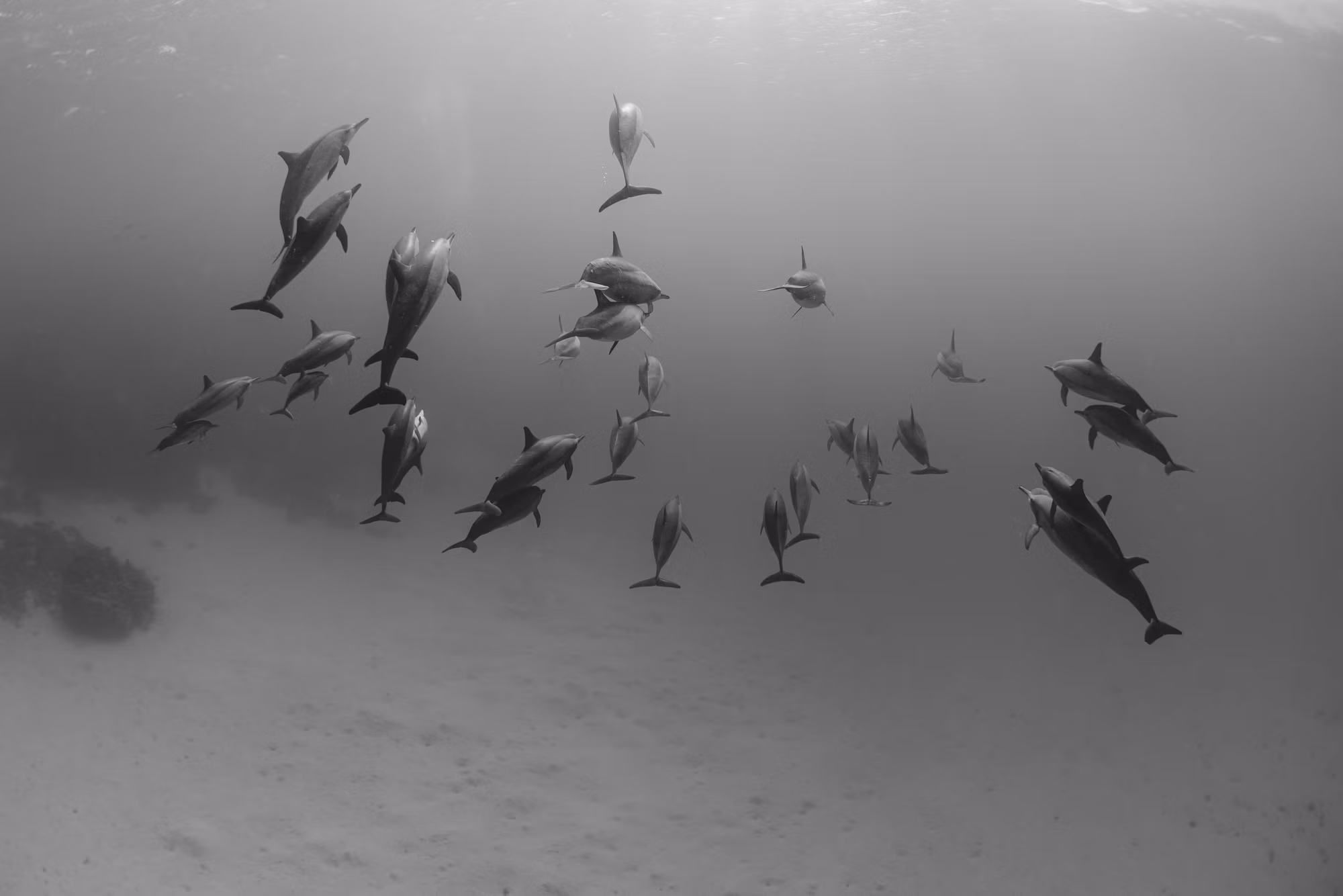 Diving into Adventure: The Many Faces of Underwater Exploration